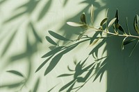 Olive leaves green wall backgrounds.