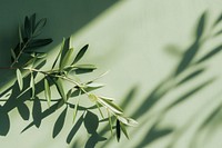 Olive leaves green backgrounds nature.