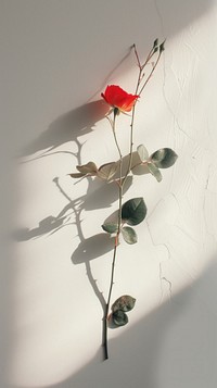 Flower wall shadow plant.