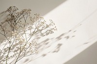 Flowers wall nature shadow.