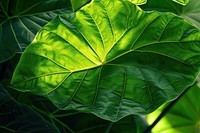 Large colocasia leaf sunlight plant green.