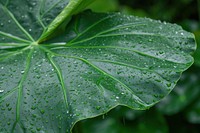 Large colocasia leaf outdoors nature plant.