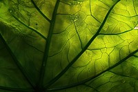 Large colocasia leaf plant green backgrounds.