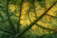 Large colocasia leaf plant tree backgrounds.
