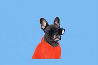  A french bulldog wearing sunglasses on a blue background mammal animal humor. AI generated Image by rawpixel.