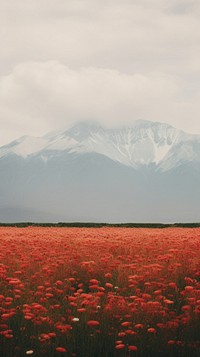  Mountains flower field landscape. 