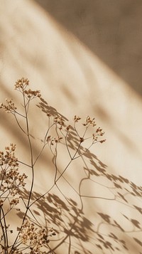 Aesthetic beige photo wall outdoors nature.