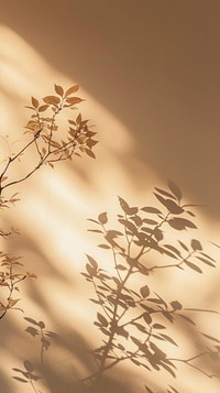 Aesthetic shadow on the wall photo sunlight outdoors nature.