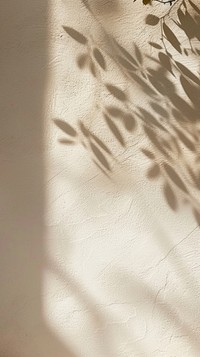 Aesthetic shadow on the wall photo nature architecture backgrounds.