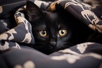 Black kitten in cozy white bed blanket mammal animal.