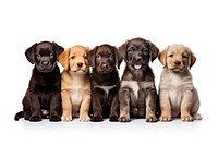 Puppy breed dogs animal mammal pet.
