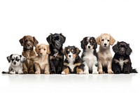 Puppy breed dogs animal mammal hound.