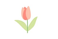 Tulip flower plant inflorescence.