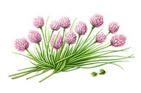 Chives herb flower plant food.