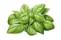 Basil herb herbs plant food.