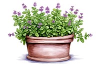 Herb pot herbs flower plant.