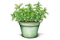 Herb pot herbs plant leaf.