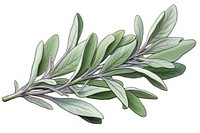 Sage herb herbs plant leaf.