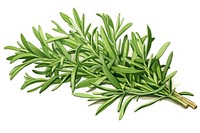 Tarragon herb herbs plant food.