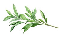 Tarragon herb herbs plant leaf.