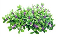 Thyme herb herbs flower purple.