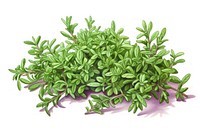 Thyme herb herbs plant leaf.