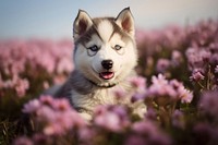 Husky puppy in flower field outdoors mammal animal.