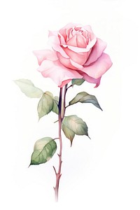 Watercolor chinese rose flower plant white background inflorescence.