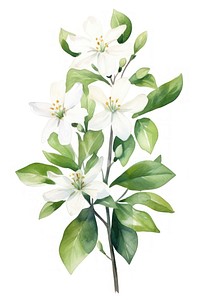 Watercolor jasmine flower blossom plant white.
