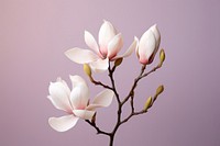 Magnolia blossom flower orchid.