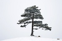 Tree pine plant snow.