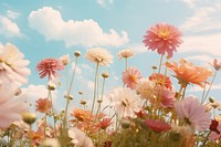 Colorful flowers sky outdoors blossom.