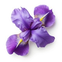 Iris bloom flower purple petal.