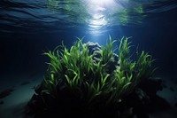 Underwater nature outdoors plant.