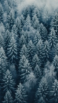 Pine forest winter wallpaper outdoors woodland nature.
