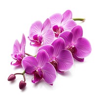 Purple orchid boque blossom flower petal.