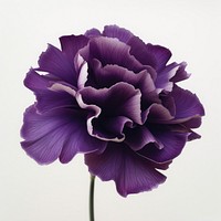 Purple Carnation carnation flower petal.