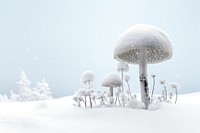 Winter boeder mushroom outdoors nature.