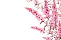 Astilbe pink flower border blossom nature plant.