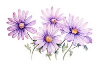 Daisy purple flower watercolor blossom nature aster.