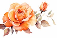 Orange rose flower watercolor painting pattern nature.