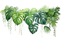Tropical leaves plant green herbs.