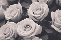 Balck and white roses backgrounds flower petal.