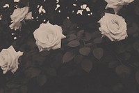 Balck and white roses backgrounds flower petal.