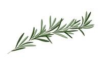 A rosemary plant herbs leaf. AI generated Image by rawpixel.