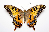A Beautiful butterfly animal insect white background. AI generated Image by rawpixel.