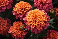  Plant background flower marigold dahlia. 