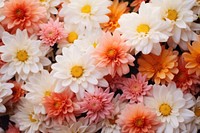  Plant background flower backgrounds petal. AI generated Image by rawpixel.