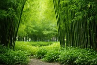  Plant background bamboo vegetation outdoors. AI generated Image by rawpixel.