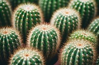  Plant background cactus backgrounds freshness. 